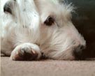 Running Free pet memorials - Dottie