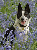Emma in bluebells