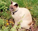 Running Free pet memorials - Mu